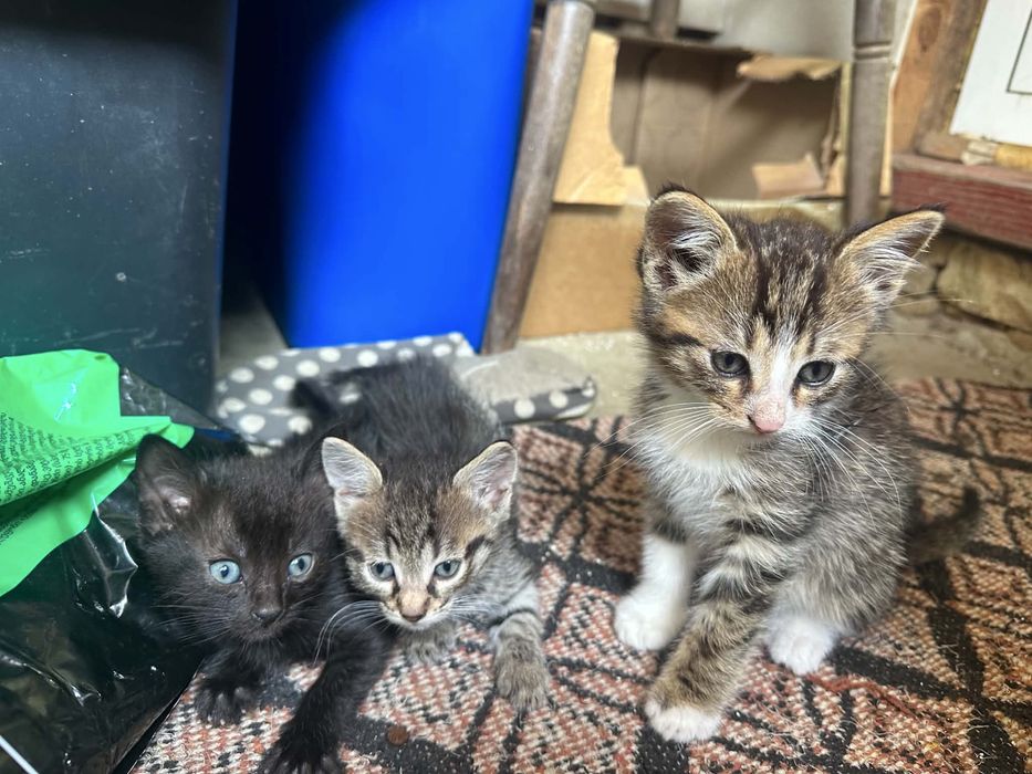 Котета подарявам
