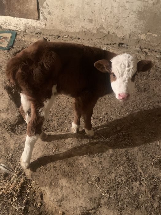 Еркек бұзау 1-апталық