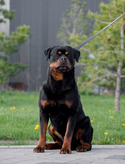 Доступен для вязки ротвейлер