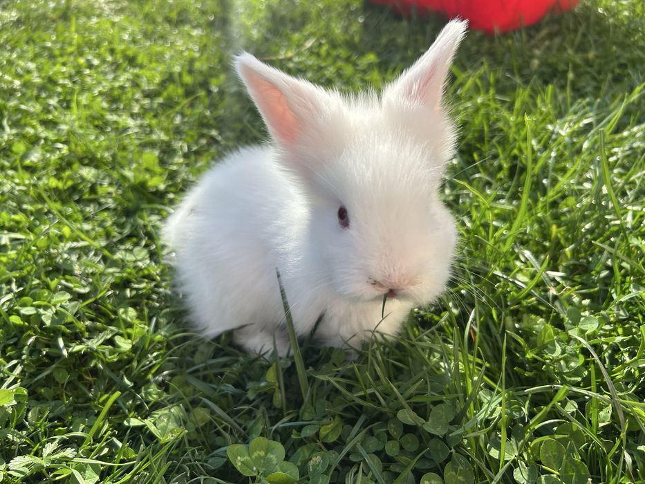 Iepurasi cap de leu pitic