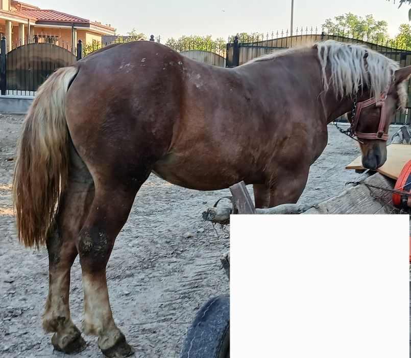 Mânză de vânzare
