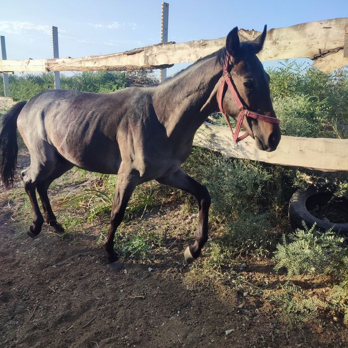 Продам тай 1.5 года