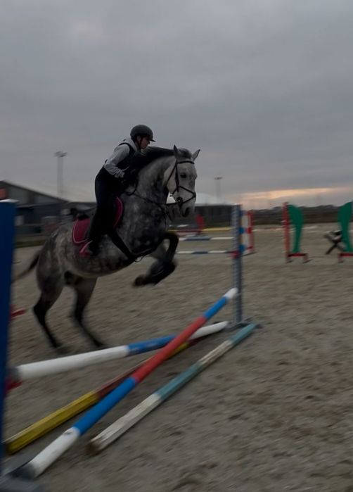 Vand Cal Pentru Echitație