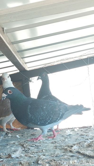 Vand sau schimb porumbei