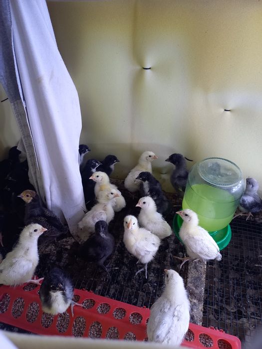 Продам птенцов породы