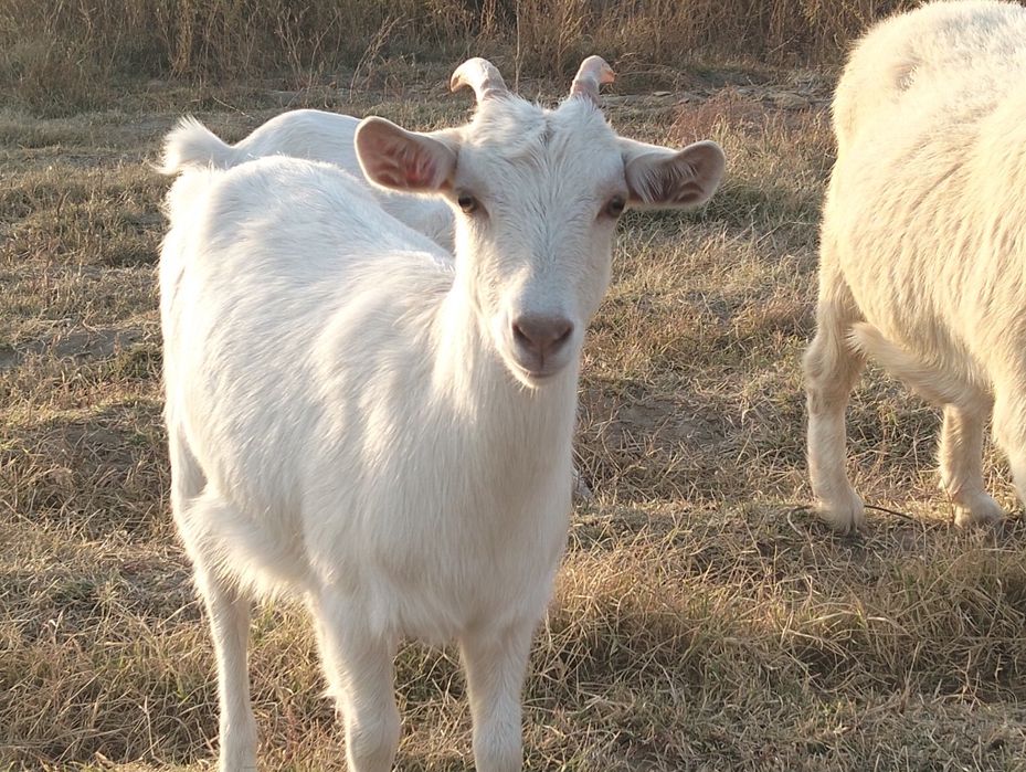 Анальный секс порно