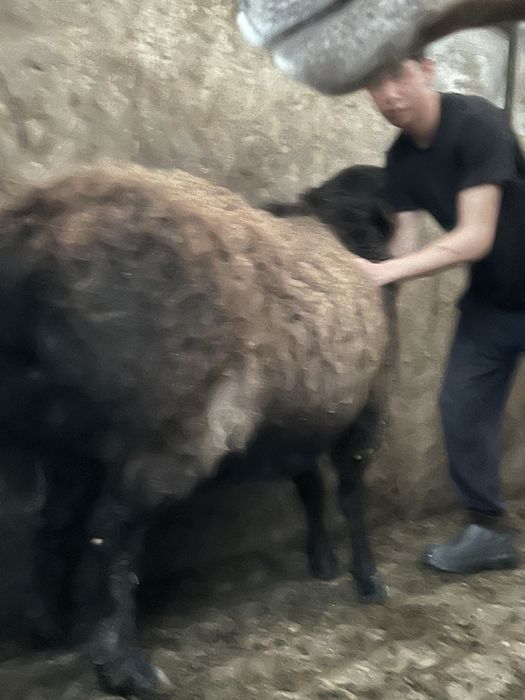 Продам кошкара Гисара на племя