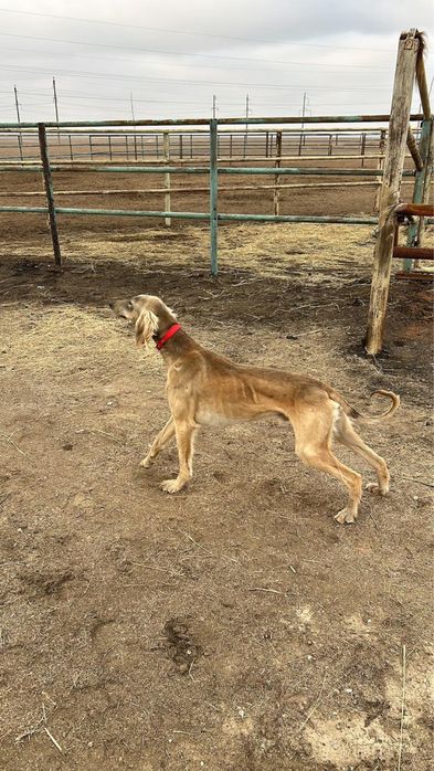 Тазы жаксы канды