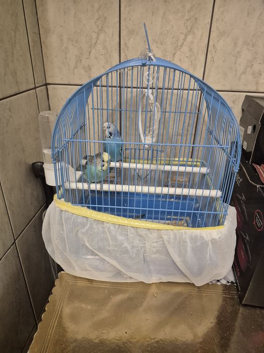 2 Perusi cu cușcă impreuna