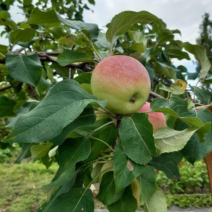 Продам дачу 17 маршрут 1общество