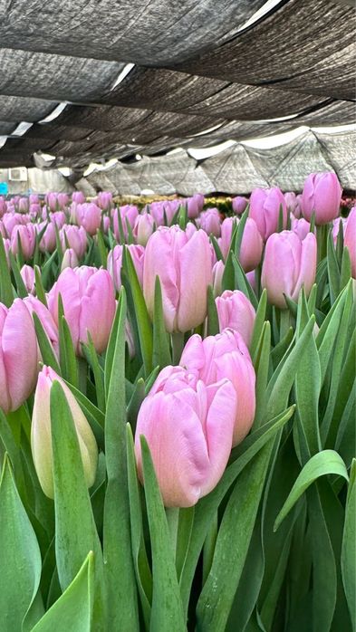 Букеты из тюльпанов