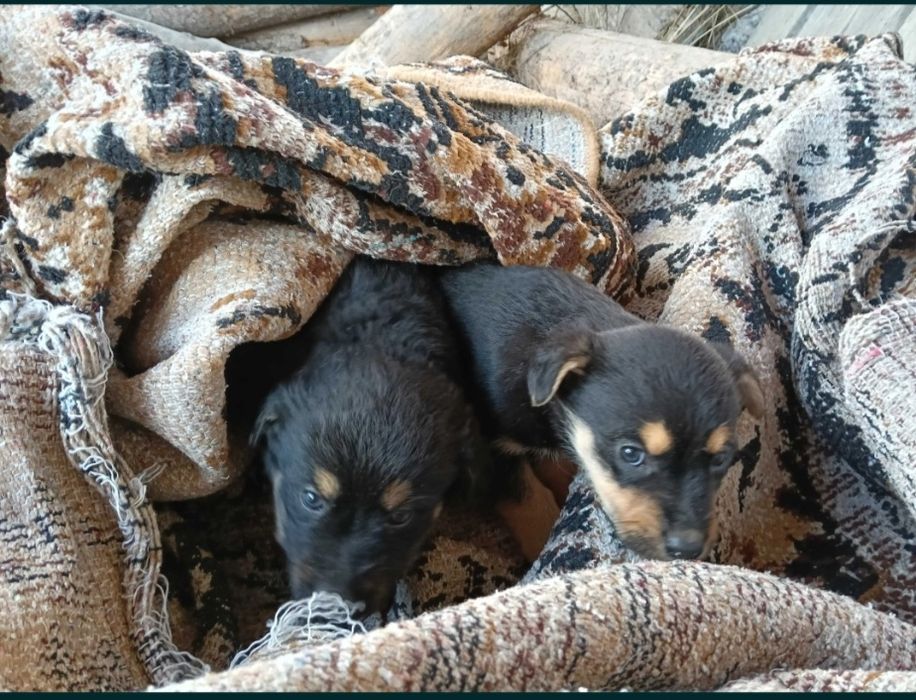 Urgent! Dau căței iubitori