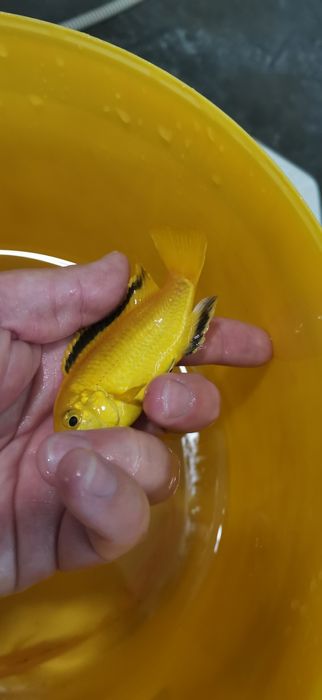 Рибки Африкански цихлиди от езерото Малави