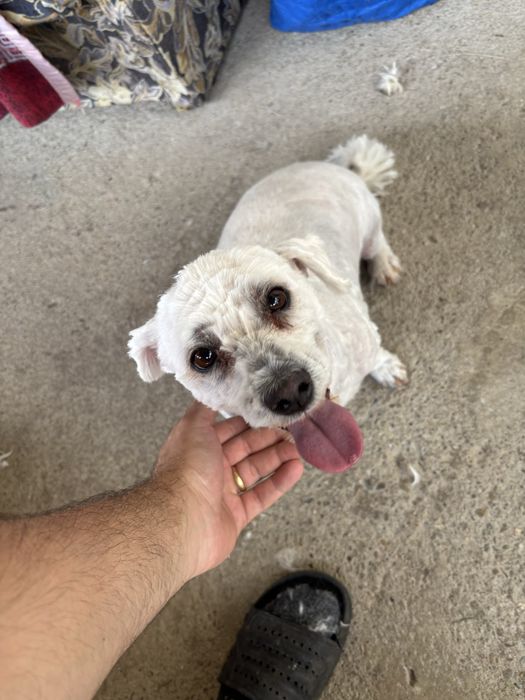 Tuns caini la domiciu