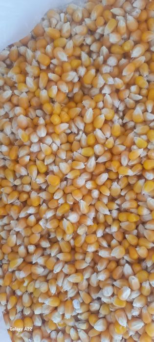 Зерно для попкорна