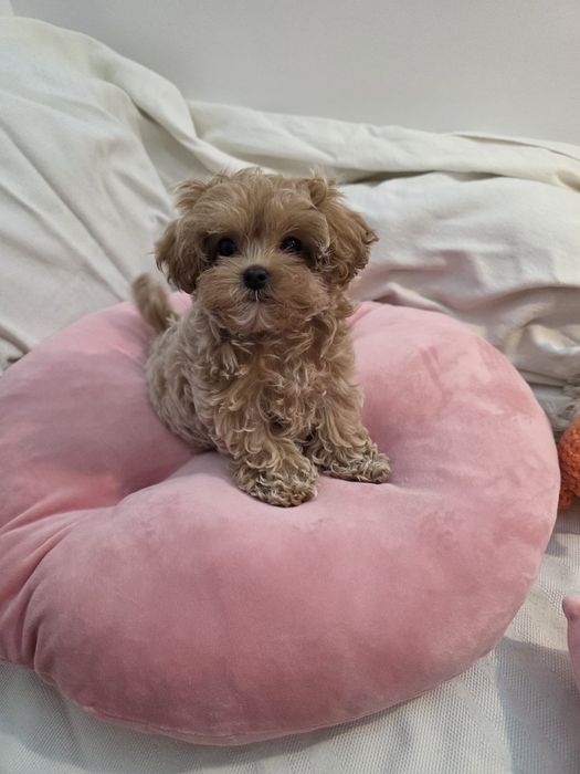 Maltipoo Korean teacup,  mini toy