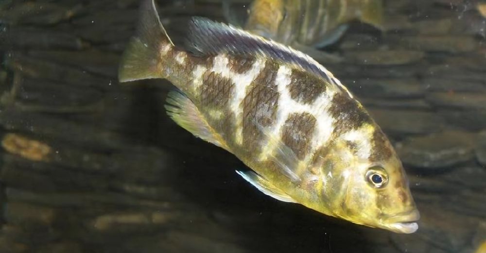 Продам рыбу Леопард