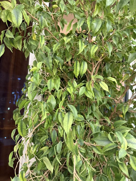 Фикус Бенджамина