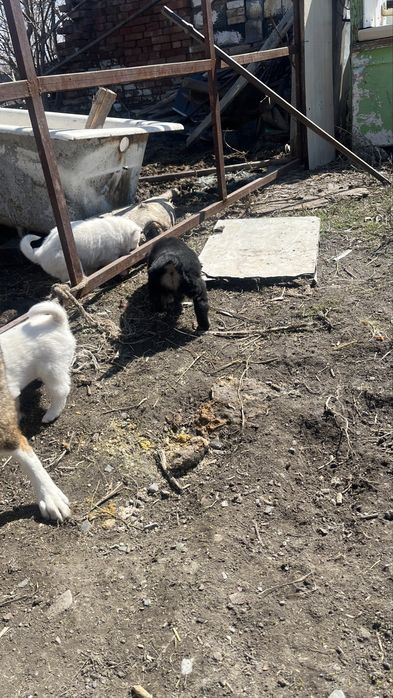 Шенок от лайкий продам