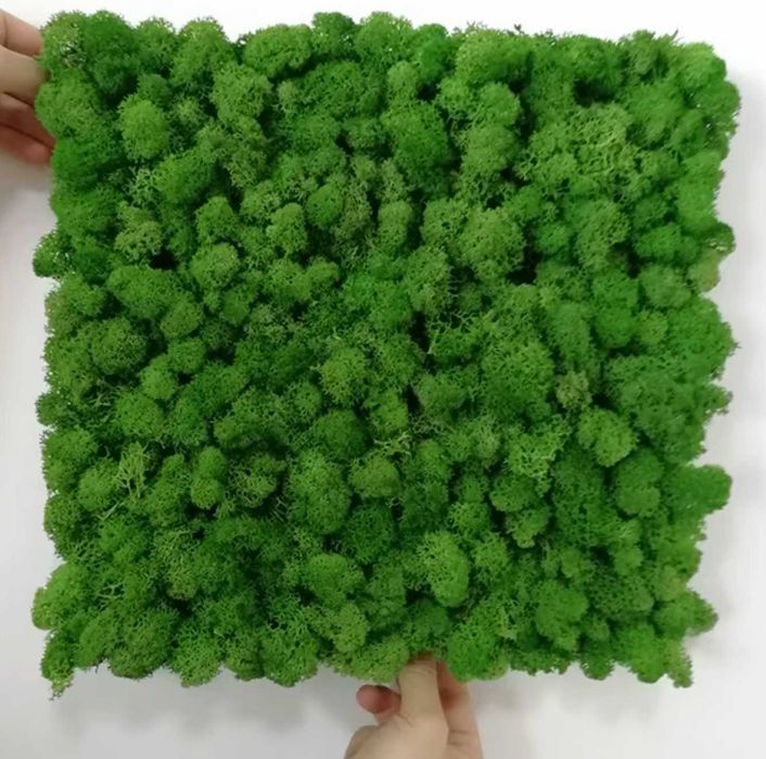 Скандинавски мъх , картини и пана , декорация зелен мъх , ПРОМОЦИЯ