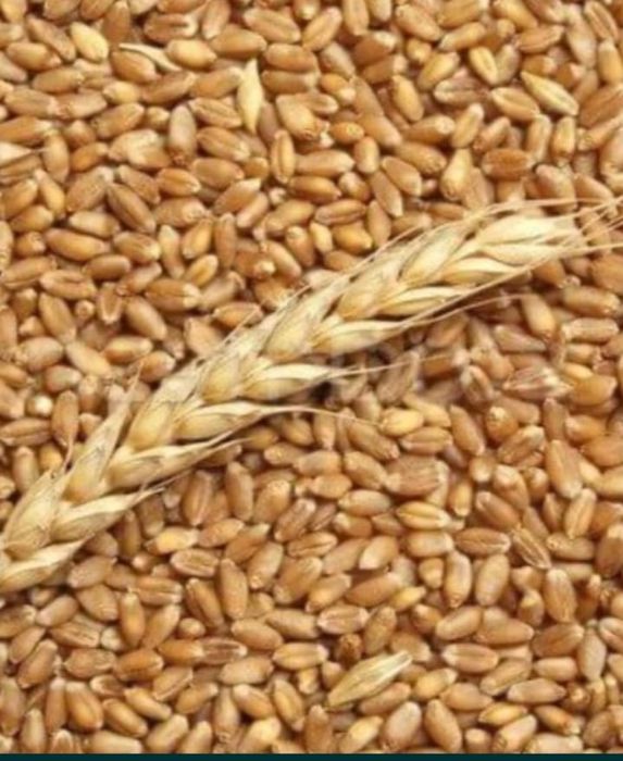 Grâu de panificație