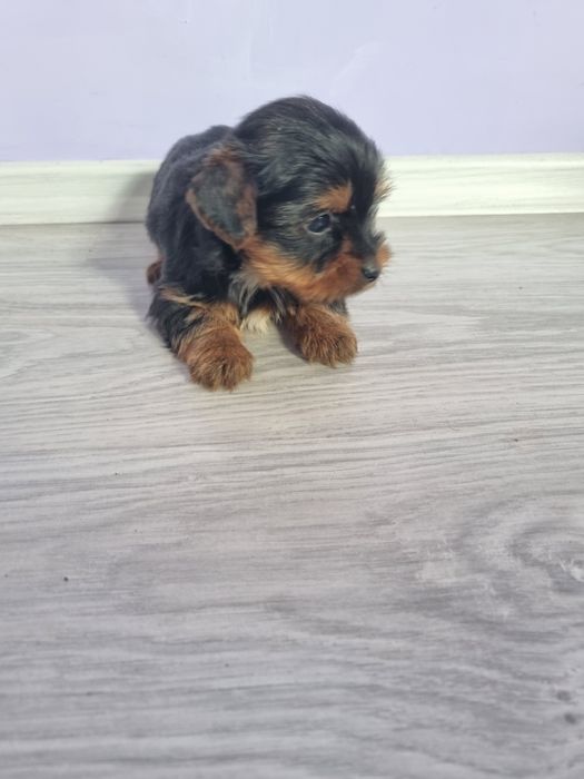 Йоркшир териери момчета.