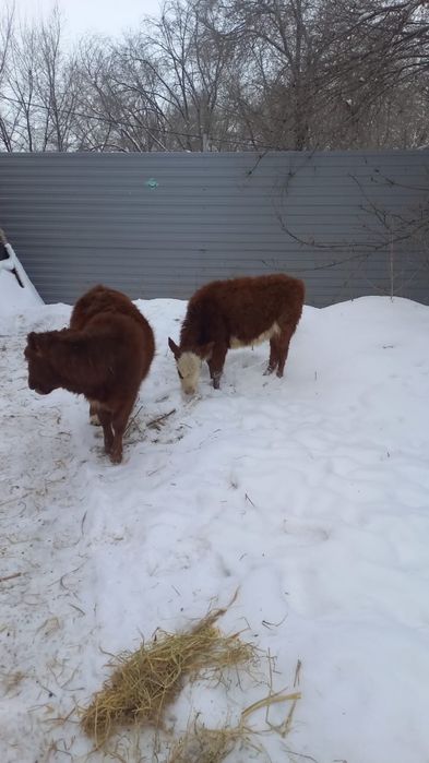 Животные сельхоз животные