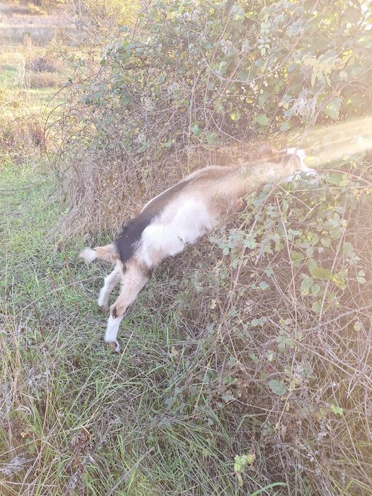 Продавам кози и ярета