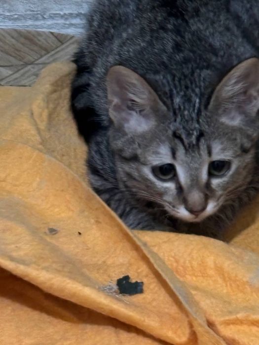 Отдаем котят бесплатно кол-во 3