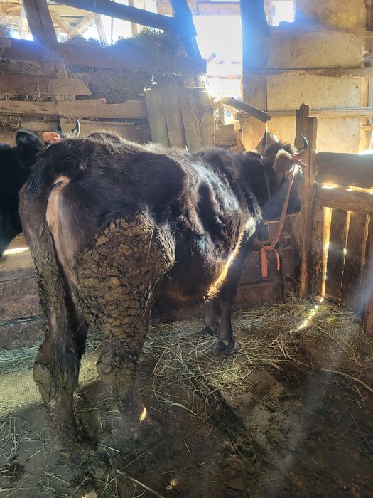 Сыйыр сатылады  4тума