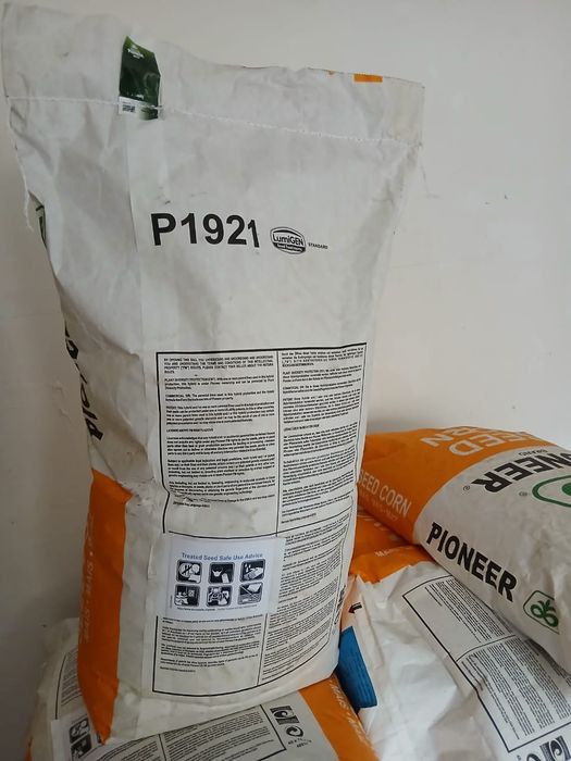 Пионер жүгері ұрық