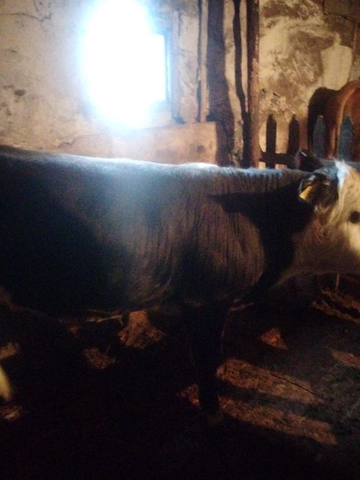 Продам бычков молодняк.