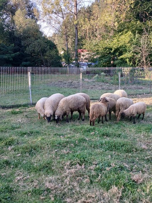 De vânzare trei oii  miori,și un berbec mior  și o mia din  primăvară