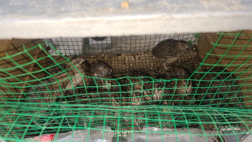 Bedana tuxumda 70 kunli