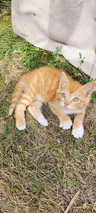 Отдам  рыжего котёнка