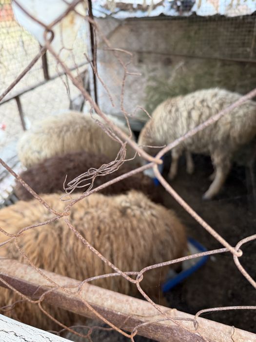 Продам баранов,кой сатам кошкар