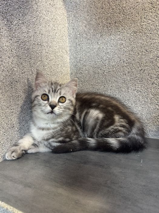 Котенок девочка шотландская