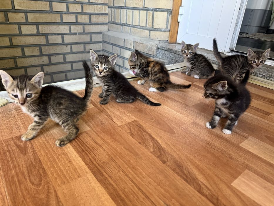 Отдаю котят в добрые и заботливые руки
