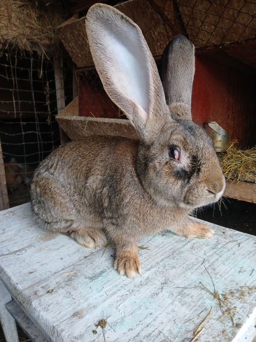 Vând iepuri berbec și uriaș german.