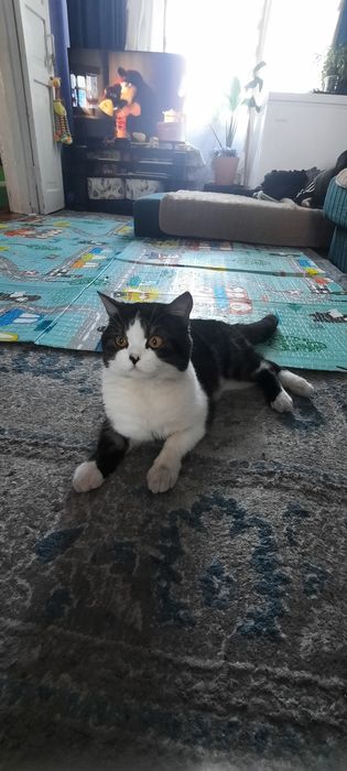 Вязка Шотландский скоттиш-страйт