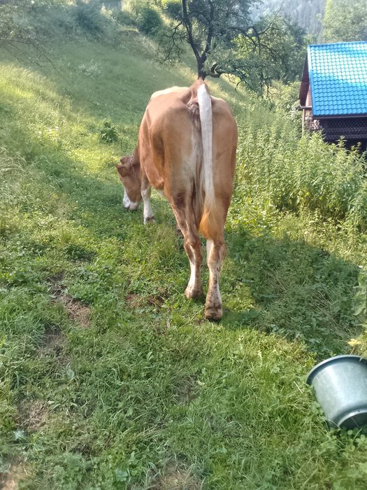 Vând vaca de 7 ani