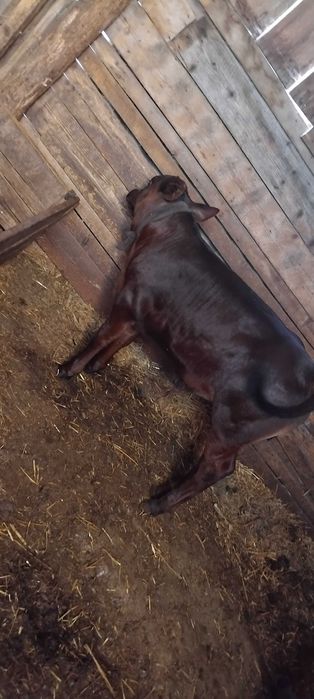 Tauras de vanzare