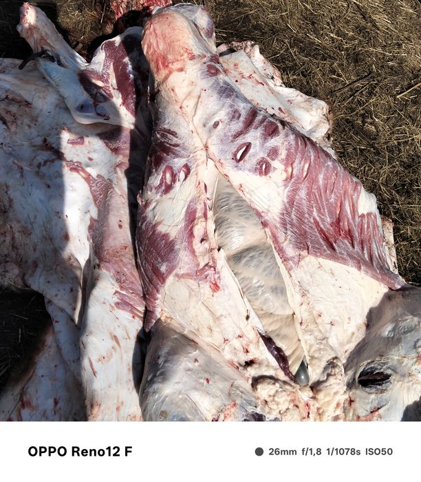 Продам свежее мясо говядины