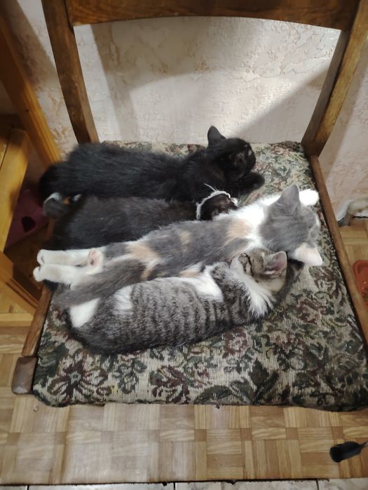 Милые котят ищут дом