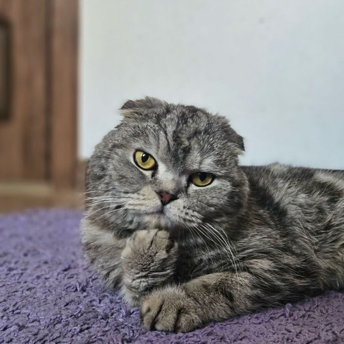 Кот Бонифаций ищет дом! Ташкент!