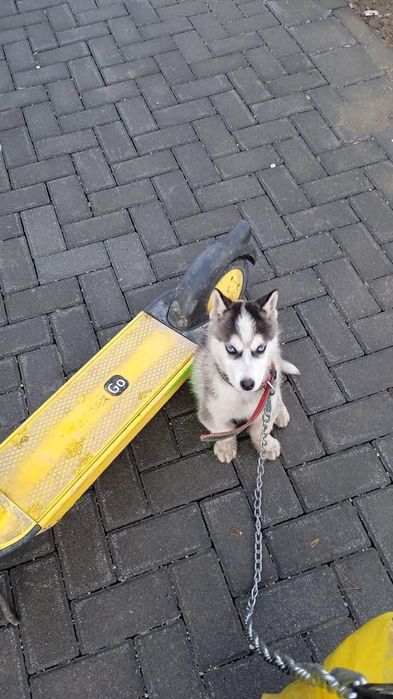 Сибирьский Хаски