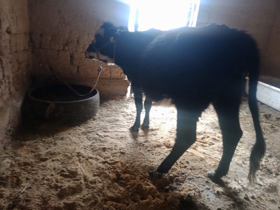 Сиыр сатылады. Түркістан.