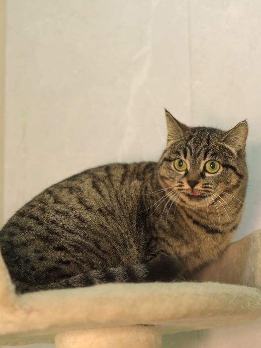 Фортуна 2 годика