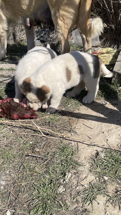 Алабай ұрғашы күшік сатылады