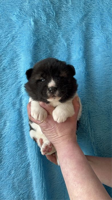 Щенки Американской акиты